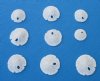 Under 1/2 inches Tiny Florida Round Sand Dollars for Crafts - Pack of 100 @  <font color=red>.18 each</font> (Plus $6.50 First Class Mail Shipping)