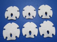 3 to 3-3/4 inches  Keyhole Sand Dollars, Mexican Large-Holed Sand Dollars for Sale - 10 @ $2.00 each 