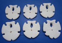 3 to 3-3/4 inches  Keyhole Sand Dollars, Mexican Large-Holed Sand Dollars for Sale - 10 @ $2.00 each 