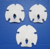 3 to 3-3/4 inches  Keyhole Sand Dollars, Mexican Large-Holed Sand Dollars for Sale - Pack of 10 @ $2.00 each; Pack of 50 @ $1.75 each
