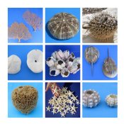 Dried Sealife - Free and 1st Class Shipping