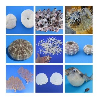 Sea Life, Urchins, Sand Dollars, Swordfish Bills