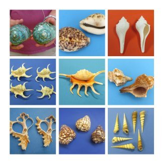 Sea Shells for Sale - First Class and Free Shipping