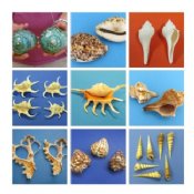 Sea Shells for Sale - First Class Mail Shipping