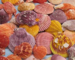 Seashells for Crafts