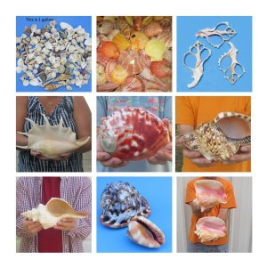 Seashells, Tiny to Large