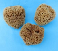 4 to 5-3/4 inches <font color=red> Wholesale</font> Natural Unbleached Sea Sponge for Sale in bulk - Case of 22 @ $4.25 each