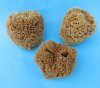 4 to 5-3/4 inches <font color=red> Wholesale</font> Natural Unbleached Sea Sponge for Sale in bulk - Case of 22 @ $4.25 each