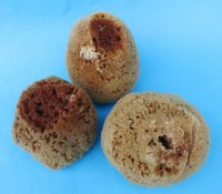 4 to 5-3/4 inches <font color=red> Wholesale</font> Natural Unbleached Sea Sponge for Sale in bulk - Case of 22 @ $4.25 each