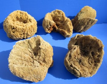 Natural Sea Sponge