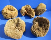 Sea Sponge, Dried, Unbleached