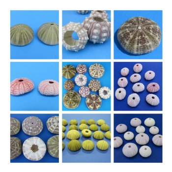 Sea Urchin Shells