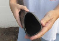 Semi Polished Water Buffalo Horns (20"/24") - $43.20 each; 2 @ $38.40 each