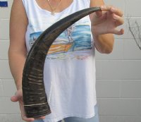 Semi Polished Water Buffalo Horns (20"/24") - $43.20 each; 2 @ $38.40 each