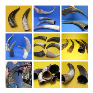 Natural Cow and Buffalo Horns