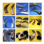 Natural Cow and Buffalo Horns