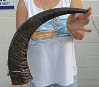 Semi Polished Water Buffalo Horns (20"/24") - $43.20 each; 2 @ $38.40 each