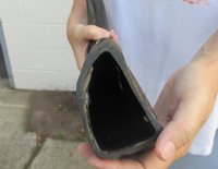 Semi Polished Water Buffalo Horns (20"/24") - $43.20 each; 2 @ $38.40 each