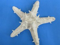 6 to 7-7/8 inches Dyed White Knobby Starfish <font color=red> Wholesale</font>, Protoreaster linckii - Case of 60 @ $1.50 each