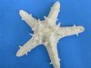 6 to 7-7/8 inches <font color=red>Wholesale </font> Dyed White Africa Sea Stars, Red Knobby Starfish Dyed White for Decorating - 1 Case of 60 @ $1.47 each; Wholesale: 2 or More Cases of 60 @ $1.05 each