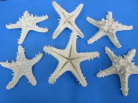 6 to 7-7/8 inches Dyed White Knobby Starfish, Protoreaster linckii - 6 @ $2.40 each