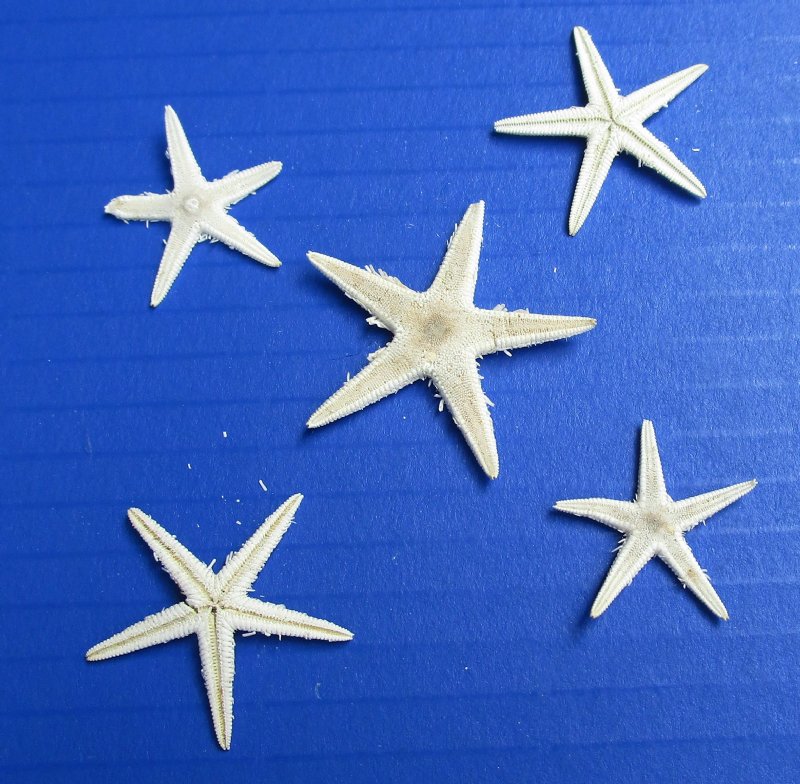 1 to 2 inches Wholesale White Flat Starfish for Sale .04 each