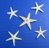 1 to 2 inches <font color=red>Wholesale </font>Small Flat White Starfish for Crafts in Bulk Box of 2500 @ .04 each