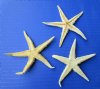 3 to 3-3/4 inches Medium Flat Starfish for Crafts in Bulk, mixed off white and orangey/tan - Box of 150 @ .27 each