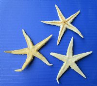 4 to 4-3/4 inches Philippine Extra Large Dried Flat Starfish <font color=red> Wholesale</font> - Case of 400 @ 24 each