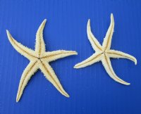 4 to 5 inches Extra Large Dried Flat Starfish for Sale - 100 @ .43 each