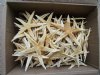 4 to 4-3/4 inches<font color=red> Wholesale</font> Philippine Extra Large Flat Starfish in Bulk for Crafts - Case of 400 @ 24 each