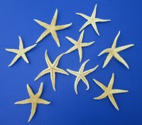 4 to 5 inches Extra Large Dried Flat Starfish for Sale - 100 @ .43 each