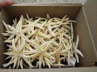 4 to 5 inches Extra Large Dried Flat Starfish for Sale - 100 @ .43 each