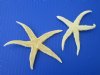 4 to 4-3/4 inches Extra Large Flat Starfish for Sale (mixed natural tan and off white) in Bulk, Sun Dried for Crafts - Box of 100 @ .43 each
