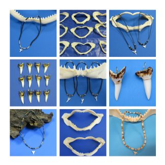 Shark Tooth Necklaces - 1st Class Mail Shipping