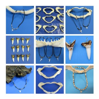 Shark Teeth Shipped USPS