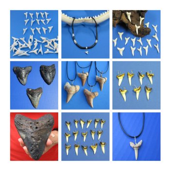 Wholesale Shark Teeth