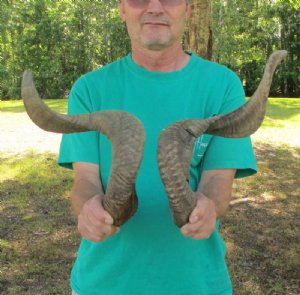 Ram, Sheep Horns