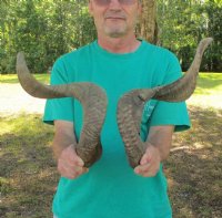 Sheep Horns - Ram Horns