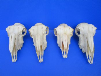 Indian Domestic Sheep Skull for Sale  - $58.99 <font color=red> SALE $39.99 EACH</FONT>