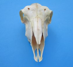 Indian Domestic Sheep Skulls<font color=red> Wholesale</font> - 5 @ $40.00 each <font color=red> SALE $26.00 EACH</font>