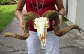 Merino Sheep Skulls, Merino Ram Skull