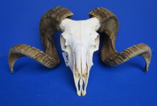 Sheep Skulls, Ram Skull