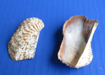 2-3/4 pounds Turkey Wing Clams, Arc Zebra Shells, - $16.99 a bag; 3 @ $15.00 a bag