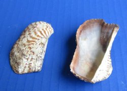 2-3/4 pounds Turkey Wing Clams, Arc Zebra Shells, - $16.99 a bag; 3 @ $15.00 a bag