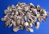 2-3/4 pounds Turkey Wing Clams, Arc Zebra Shells, - $16.99 a bag; 3 @ $15.00 a bag