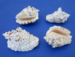 Silver Conch Shells in Bulk 2-1/2 to 3 inches - Case: 20 kilos @ $3.37 a kilo; <FONT COLOR=RED> 2 Wholesale Cases</font> @ 2.25 a kilo