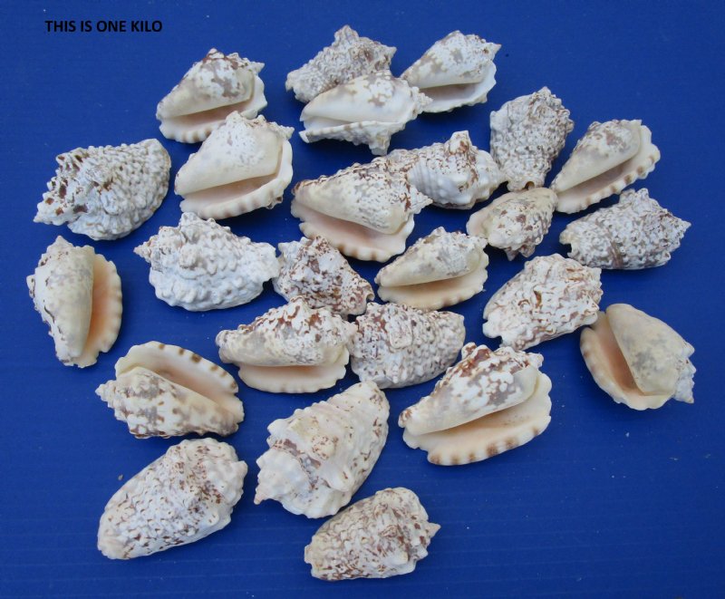 21/2 to 3 inches Silver Conch Shells for Sale, Silverlip conchs 3.00