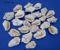 4.4 pounds Silver Lip Conch Shells, Silverlip conchs (2.5"-3")- $8.00 a bag; 2 bags @ 7.20 a bag
