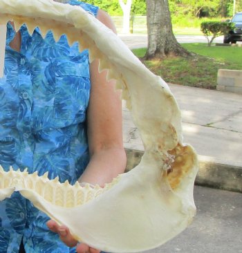 Real Blacktip Shark Jaws <font color=red> Wholesale </font> (13") -  3 @ $139 each (Delivery Signature Required)